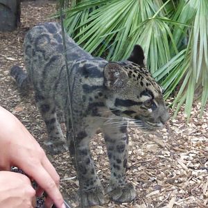 Female Clouded Leopard