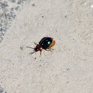 Beetle ID