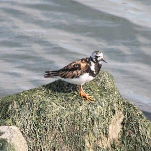 Turnstone