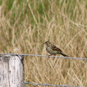 Meadow pipit
