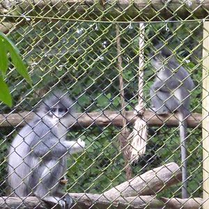 Grizzled Leaf Monkey