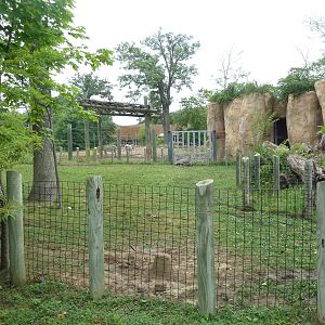 Africa! - Aldabra Tortoise Exhibit