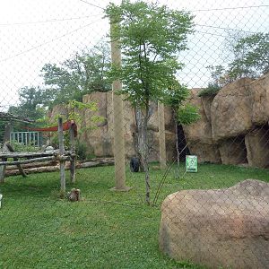 Africa! - Mandrill Exhibit