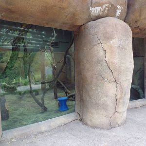 Africa! - Mandrill Exhibit (Indoor Viewing Area)