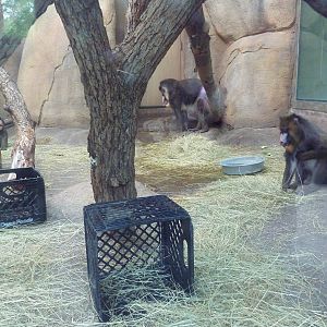 Africa! - Mandrill Exhibit (Indoor Viewing Area)