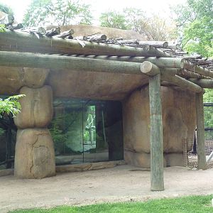 Africa! - Colobus Monkey/Red River Hog Exhibit