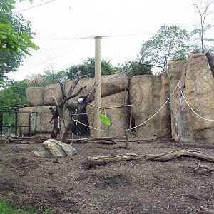 Africa! - Colobus Monkey/Red River Hog Exhibit