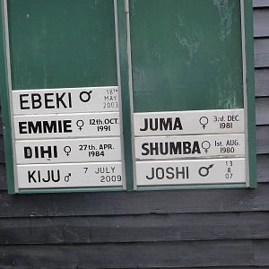 Inhabitants of second of 'New Gorillas' enclosure .