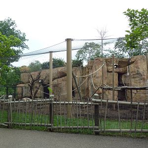 Africa! - Colobus Monkey/Red River Hog Exhibit