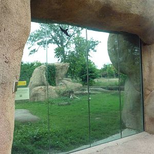 Africa! - Lion Exhibit
