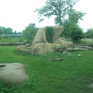 Africa! - Lion Exhibit