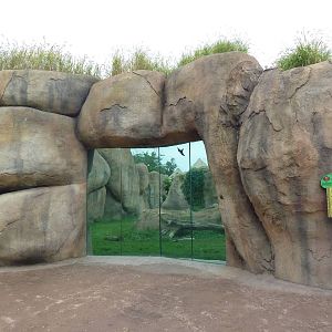 Africa! - Lion Exhibit