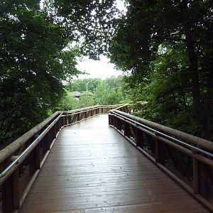 Africa! - Elevated Boardwalk to Giraffe Exhibit