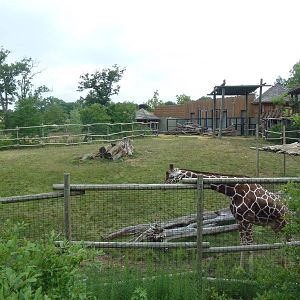 Africa! - Reticulated Giraffe/Gerenuk/Thomson's Gazelle Exhibit