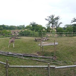 Africa! - Reticulated Giraffe/Gerenuk/Thomson's Gazelle Exhibit