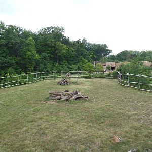 Africa! - Reticulated Giraffe/Gerenuk/Thomson's Gazelle Exhibit