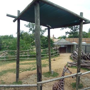 Africa! - Reticulated Giraffe/Gerenuk/Thomson's Gazelle Exhibit
