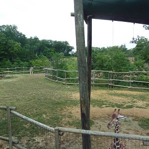 Africa! - Reticulated Giraffe/Gerenuk/Thomson's Gazelle Exhibit