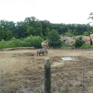 Africa! - White Rhino/Grevy's Zebra Exhibit