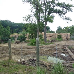 Africa! - White Rhino/Grevy's Zebra Exhibit