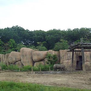 Africa! - White Rhino/Grevy's Zebra Exhibit (Lion Background)