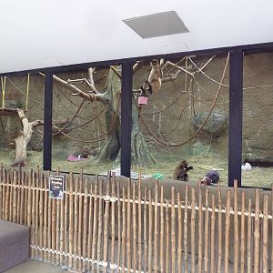 Tropics Building - Black-Handed Spider Monkey Exhibit