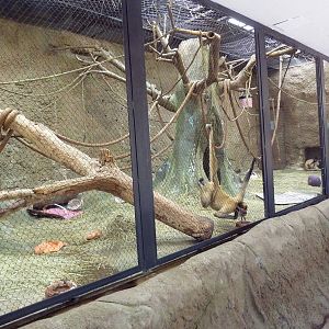 Tropics Building - Black-Handed Spider Monkey Exhibit