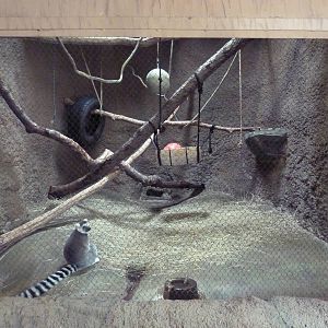 Tropics Building - Ring-Tailed Lemur Exhibit