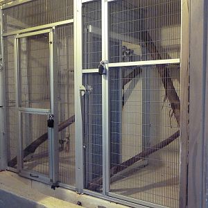 Tropics Building - Ring-Tailed Lemur Exhibit (Holding Quarters)