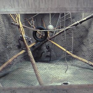 Tropics Building - Mongoose Lemur Exhibit