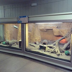Tropics Building - Meerkat Exhibit