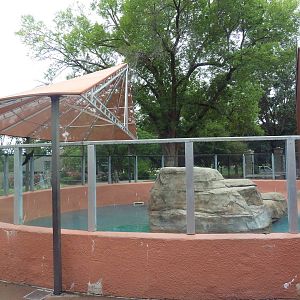 Tropics Building - California Sea Lion Exhibit