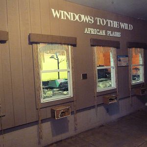 Tropics Building - African Crested Porcupine Exhibit