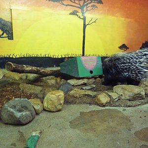 Tropics Building - African Crested Porcupine Exhibit