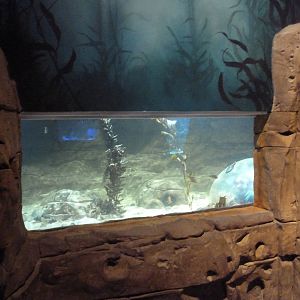 Ocean Explorer - Leopard Shark Exhibit