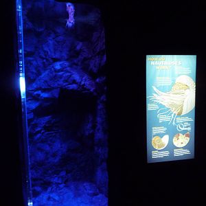 Ocean Explorer - Chambered Nautilus Exhibit
