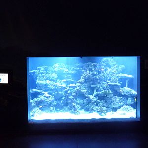 Ocean Explorer - Coral Reef Exhibit