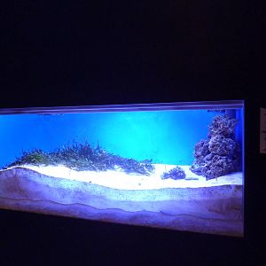 Ocean Explorer - Garden Eel Exhibit
