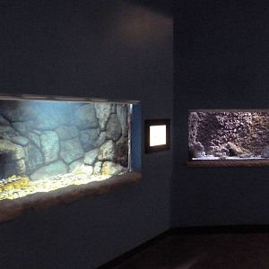 Ocean Explorer - Lobster + Crab Exhibits