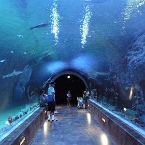 Ocean Explorer - Shark Tunnel