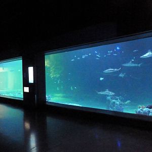 Ocean Explorer - Shark Tank