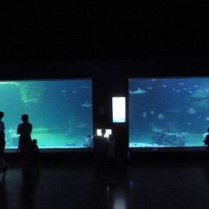 Ocean Explorer - Shark Tank