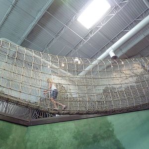 Journey to South America - Rope Bridge