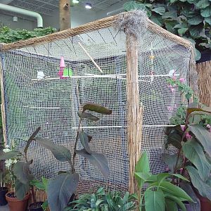 Journey to South America - Toucan Aviary