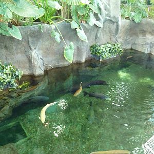 Journey to South America - Amazon Giants Tanks