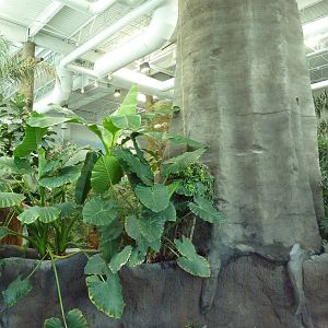 Journey to South America