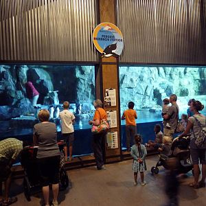 Gentoo Penguin Exhibit - 2nd Floor