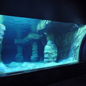 Gentoo Penguin Exhibit - 1st Floor