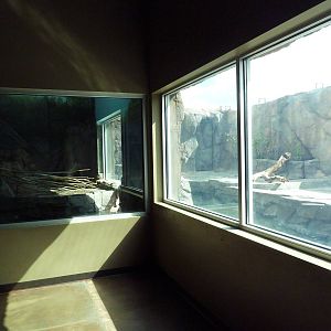 Discover Utah - North American River Otter Exhibit