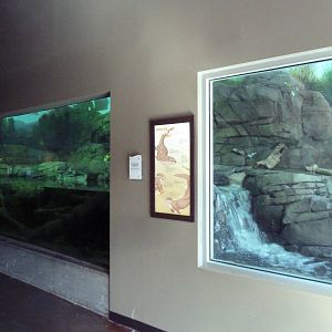 Discover Utah - North American River Otter Exhibit